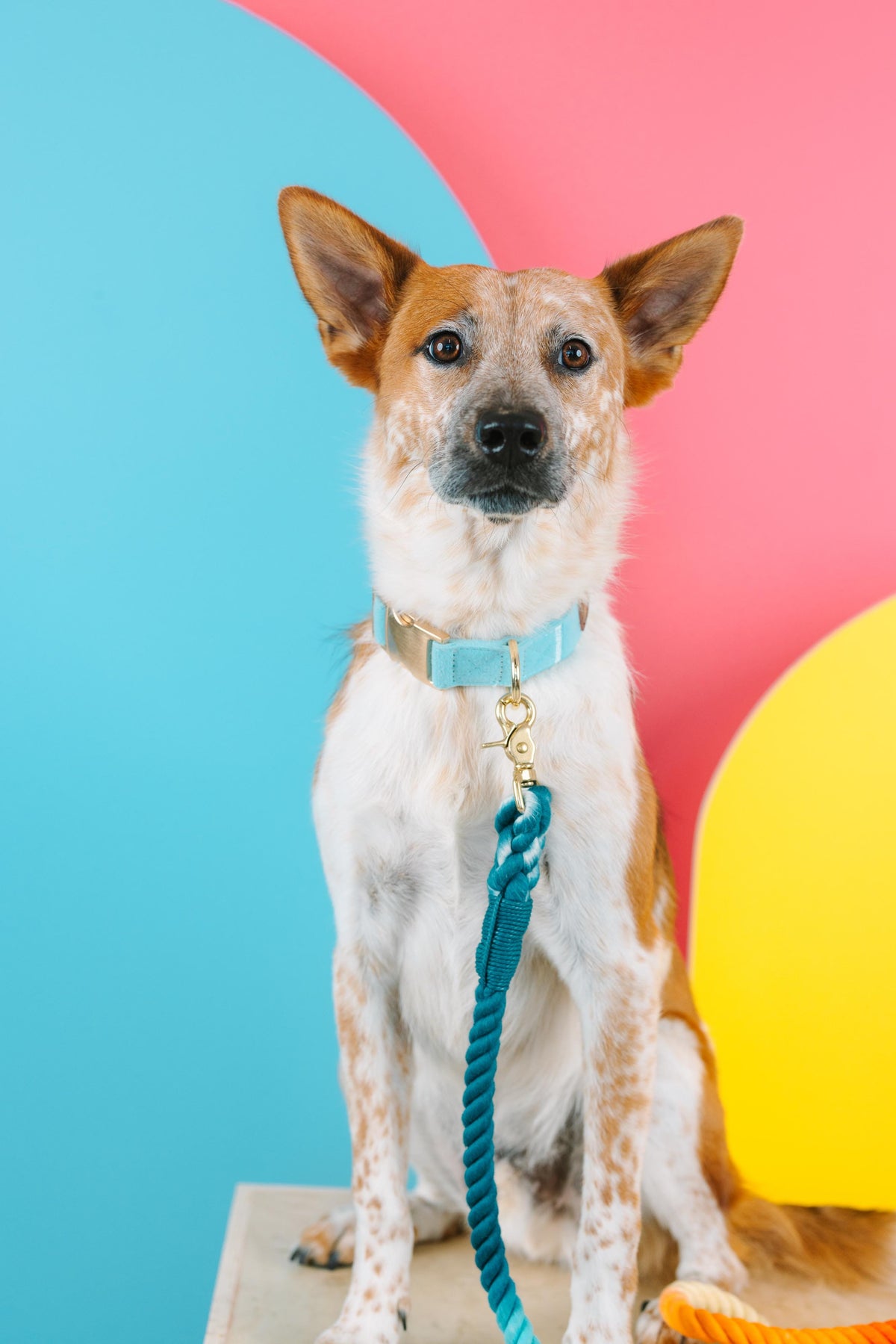 Perry dog collar — additional photo 7