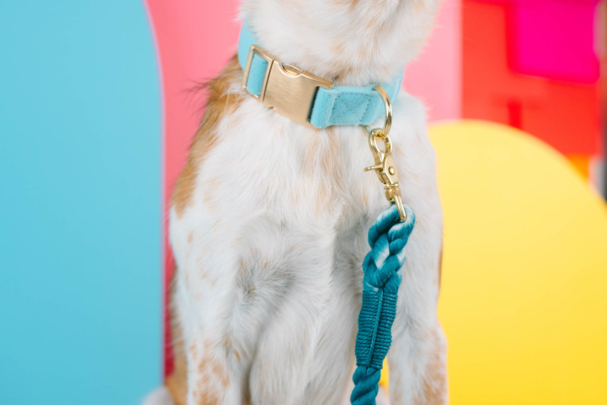 Perry dog collar — additional photo 4