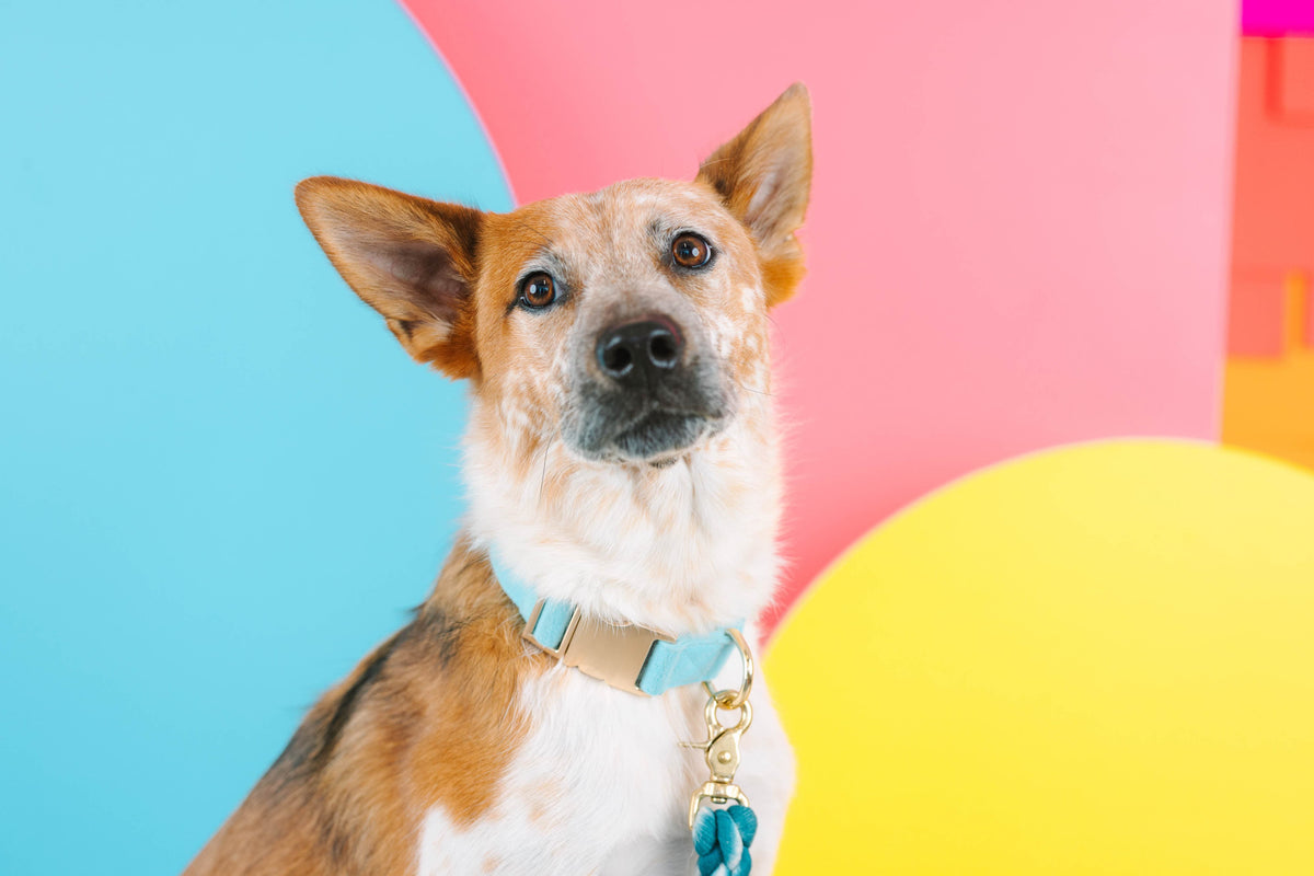 Perry dog collar — additional photo 6