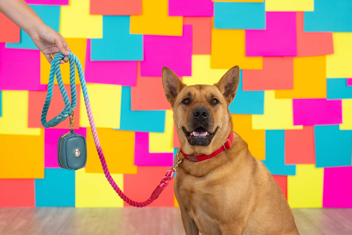 Dario treat pouch and poop bag holder — additional photo 8