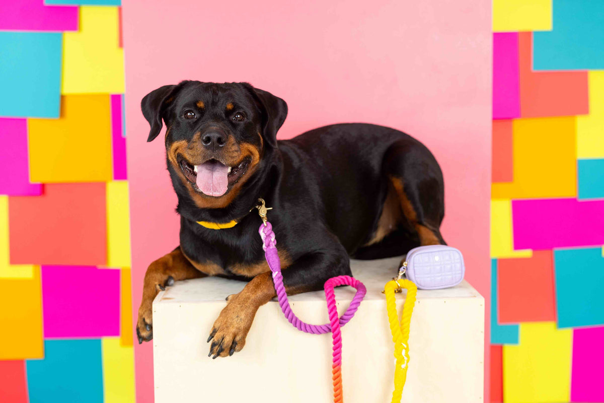 Ava treat pouch and poop bag holder — additional photo 6