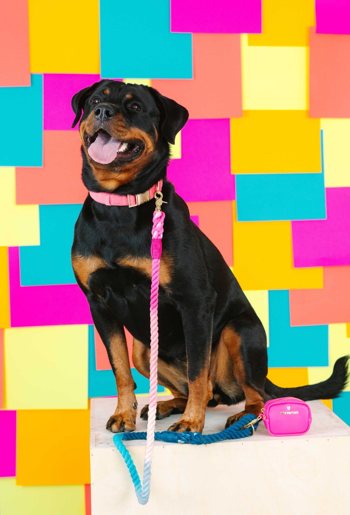 Maddox rope dog leash — additional photo 5
