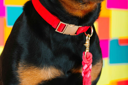 Blaze dog collar — additional photo 4