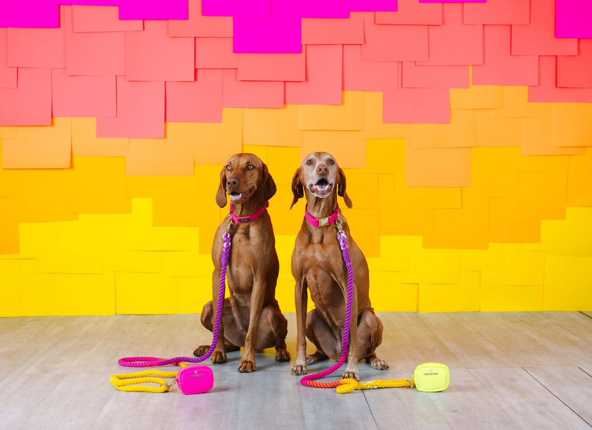 Roxy rope dog leash — additional photo 6