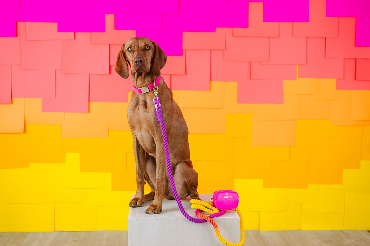 Roxy rope dog leash — additional photo 2