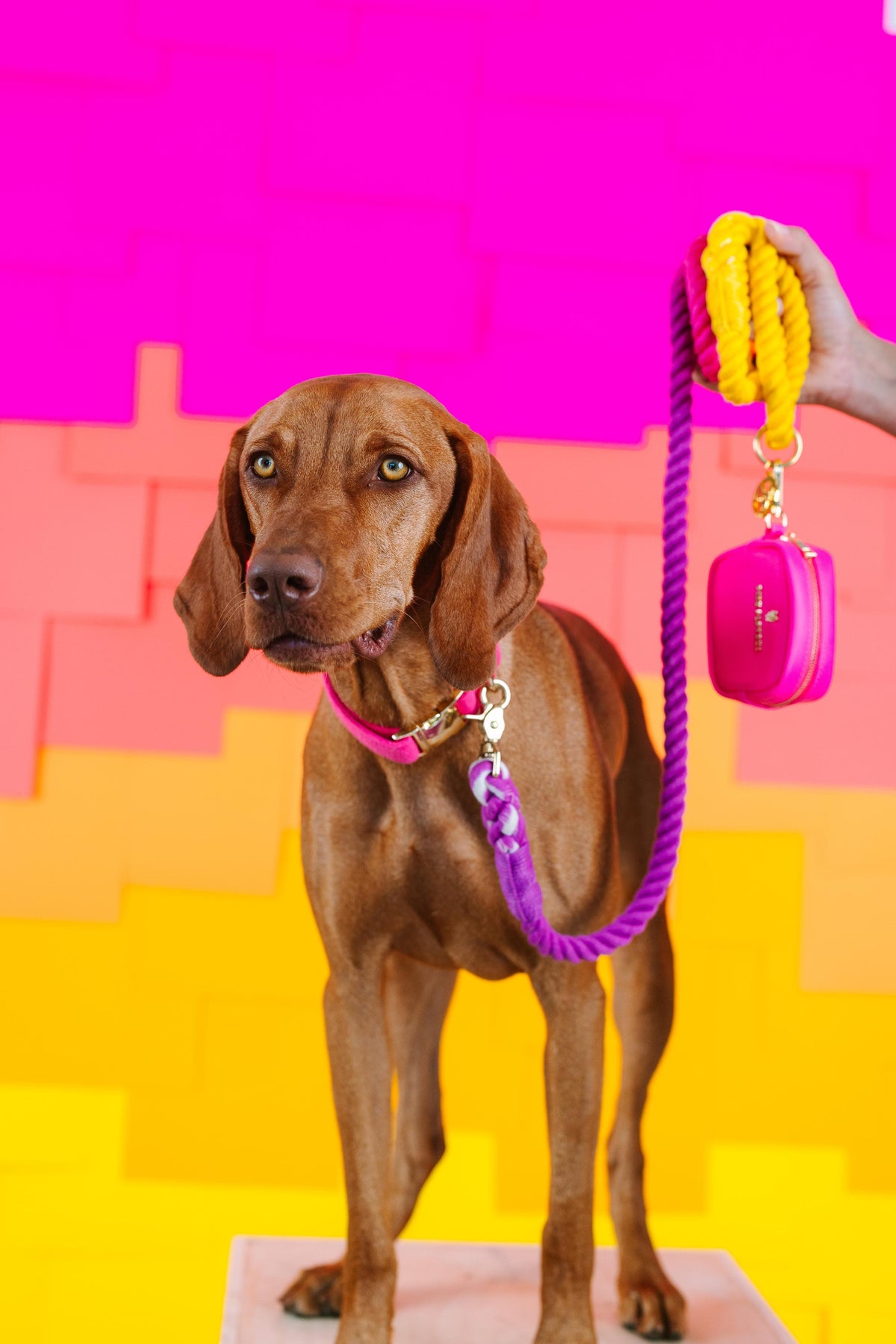 Roxy rope dog leash — additional photo 7