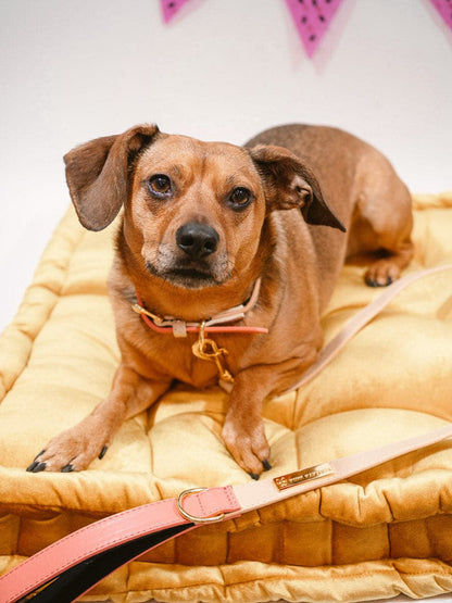 Lola dog leash — additional photo 2