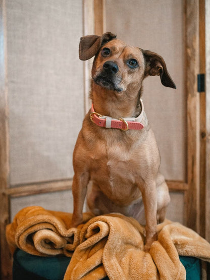 Lola dog collar — additional photo 3