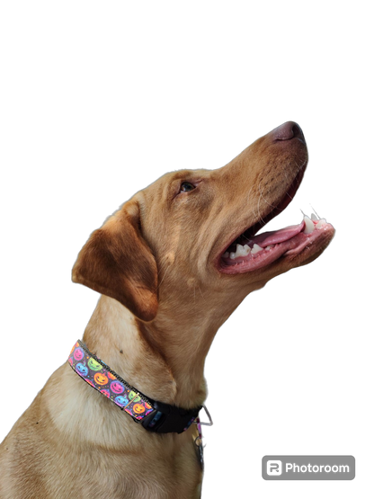 Halloween Colorful Jack O Lanterns Nylon Dog Collar