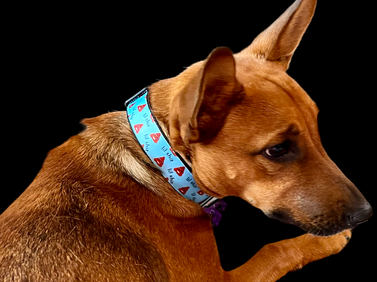 Lil Shit Black Nylon Dog Collar MD, LG, XL, Leash