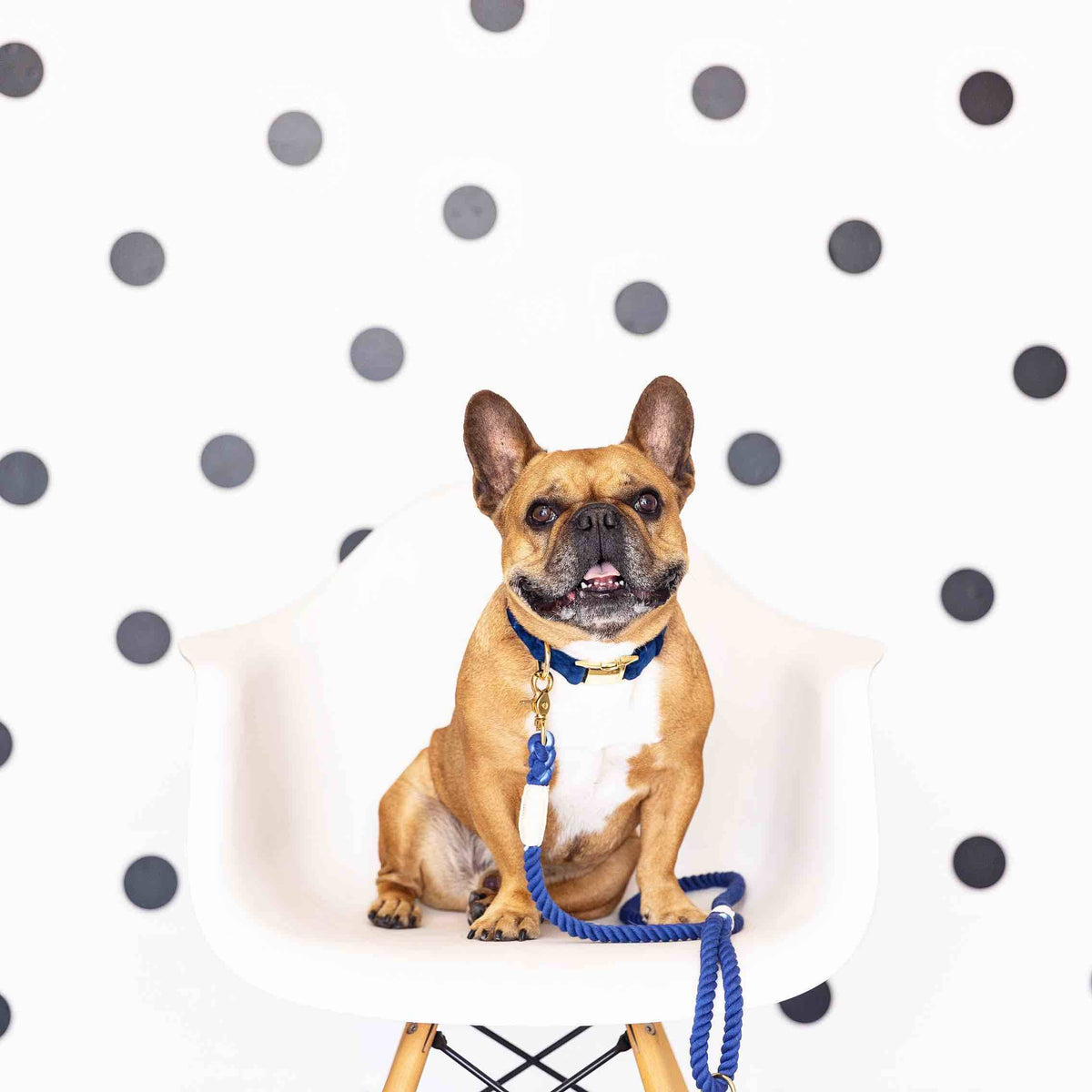 Tatum rope dog leash — additional photo 2
