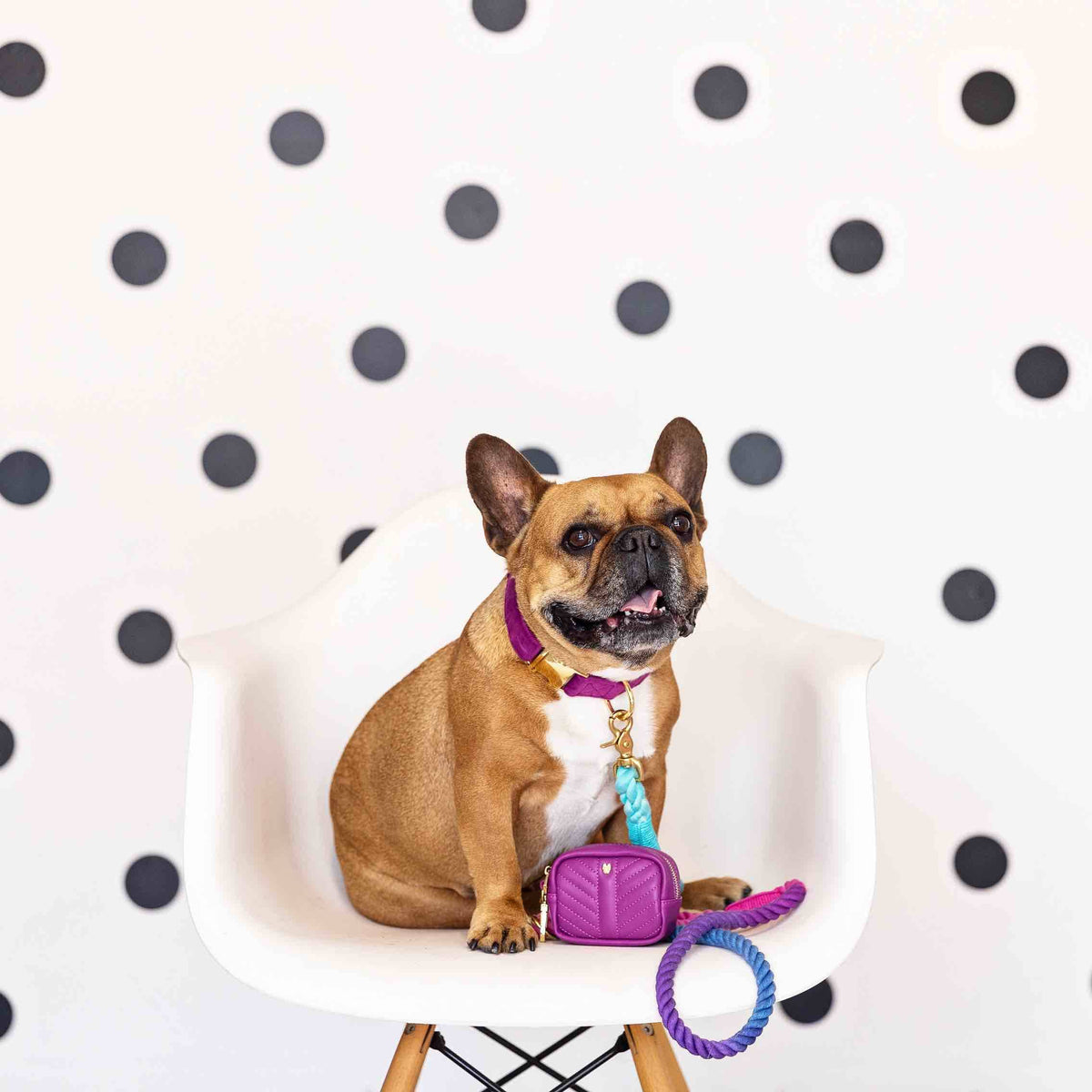 Harper treat pouch and poop bag holder — additional photo 5