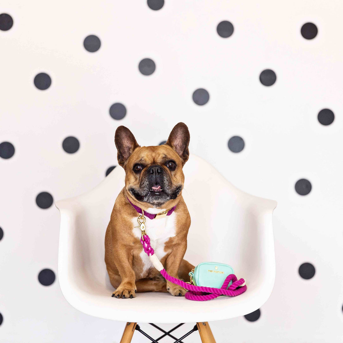 Leilani treat pouch and poop bag holder — additional photo 5