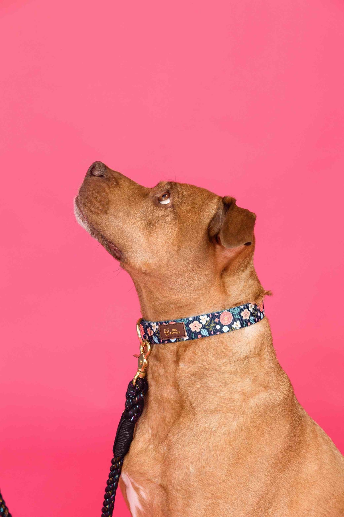 Riley dog collar — additional photo 3