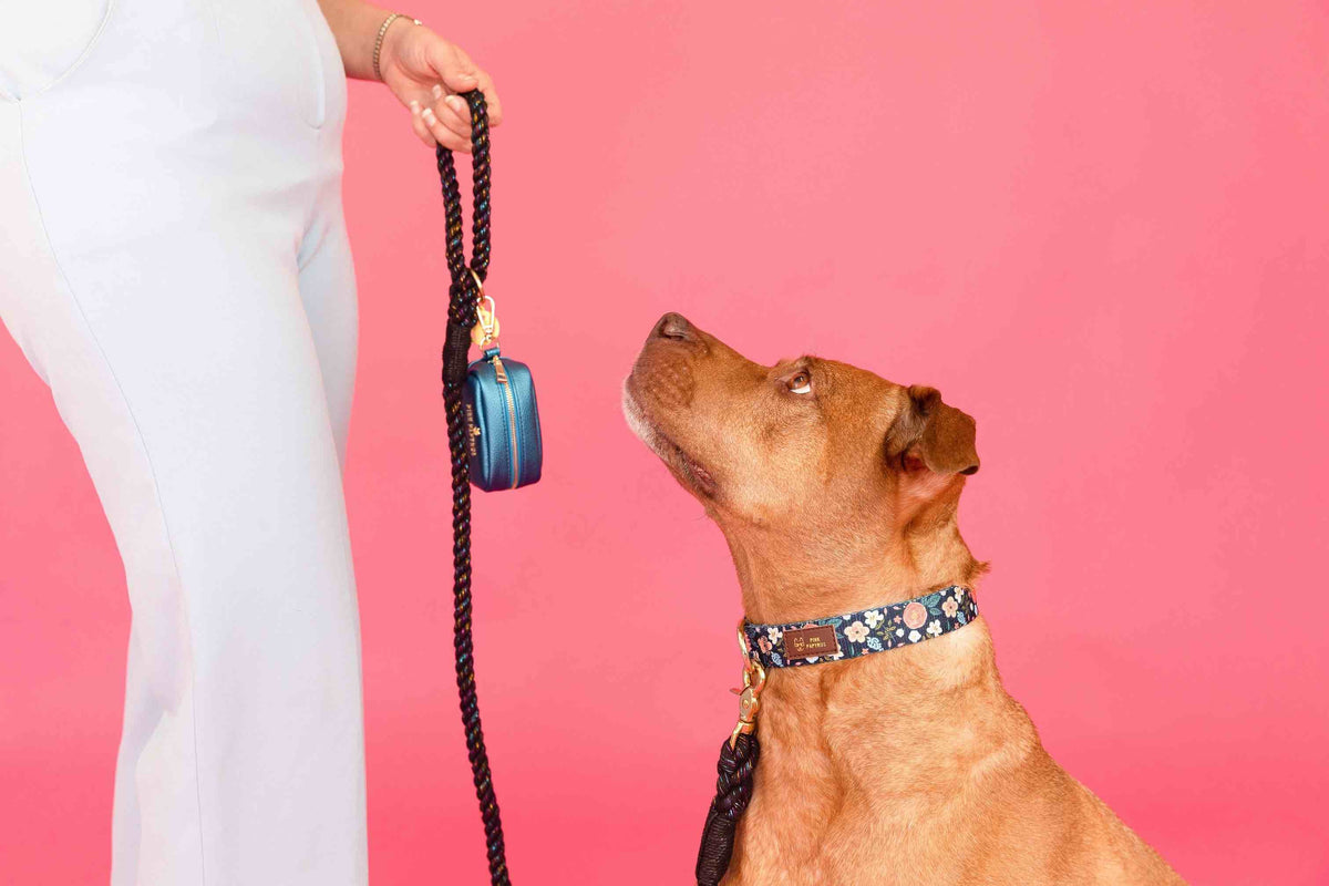 Riley dog collar — additional photo 7