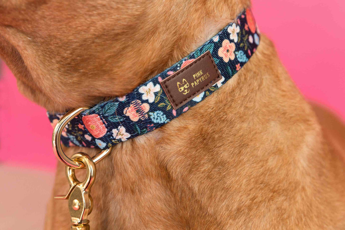 Riley dog collar — additional photo 6