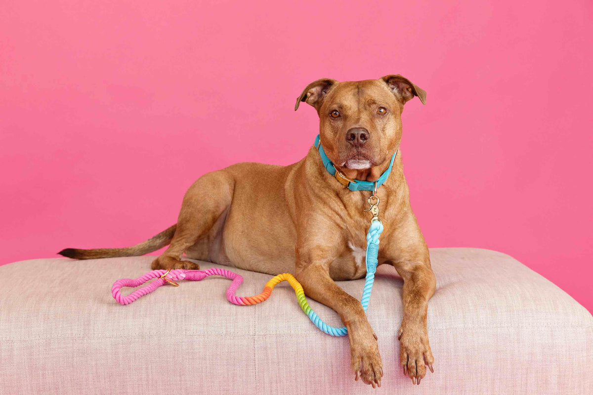 Marley rope dog leash — additional photo 2