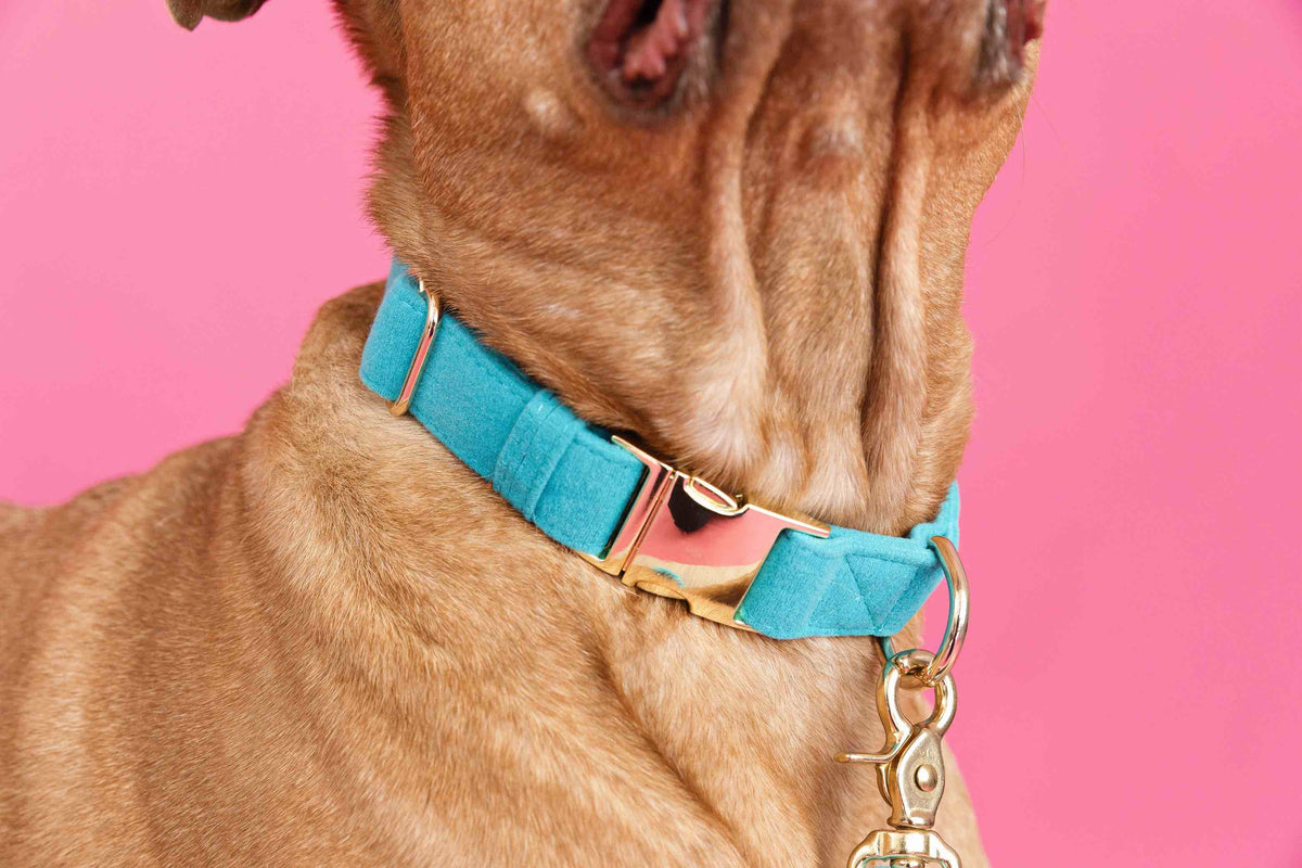 Hayden dog collar — additional photo 4