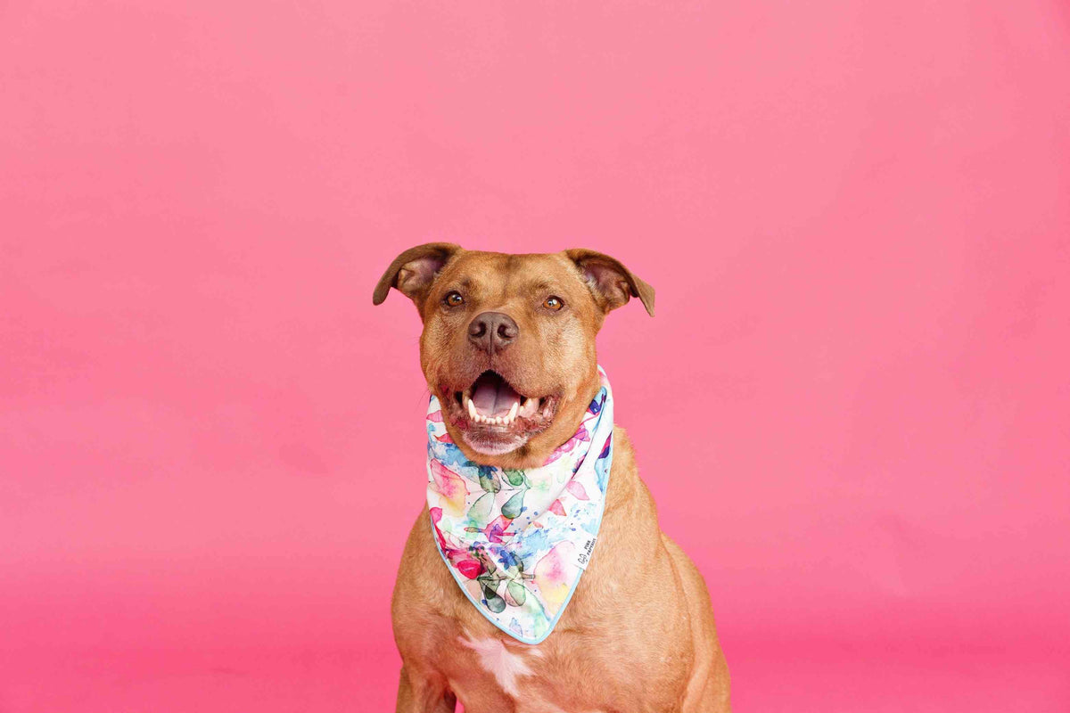 Delilah dog bandana — additional photo 2
