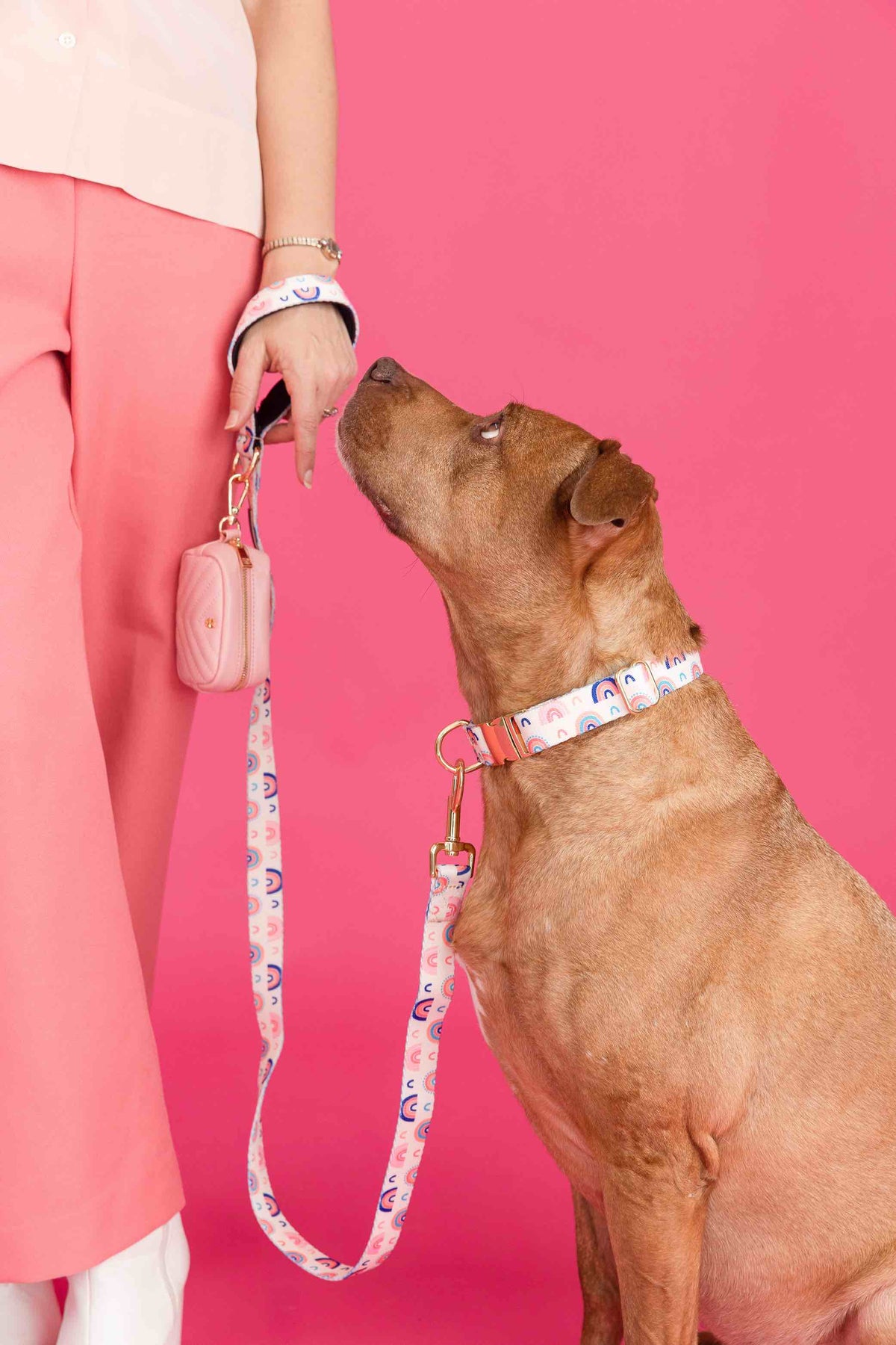 Clarke dog collar — additional photo 6