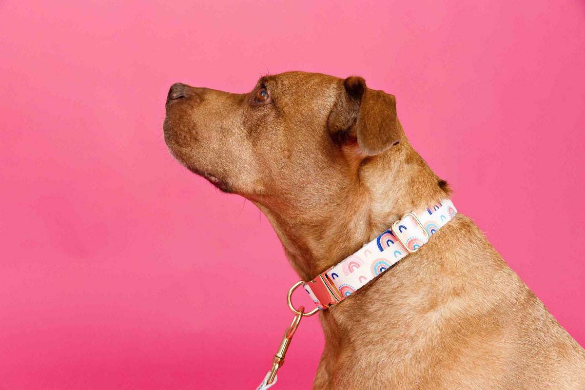 Clarke dog collar — additional photo 4