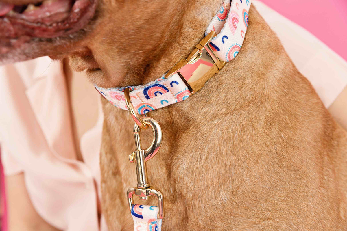 Clarke dog collar — additional photo 3