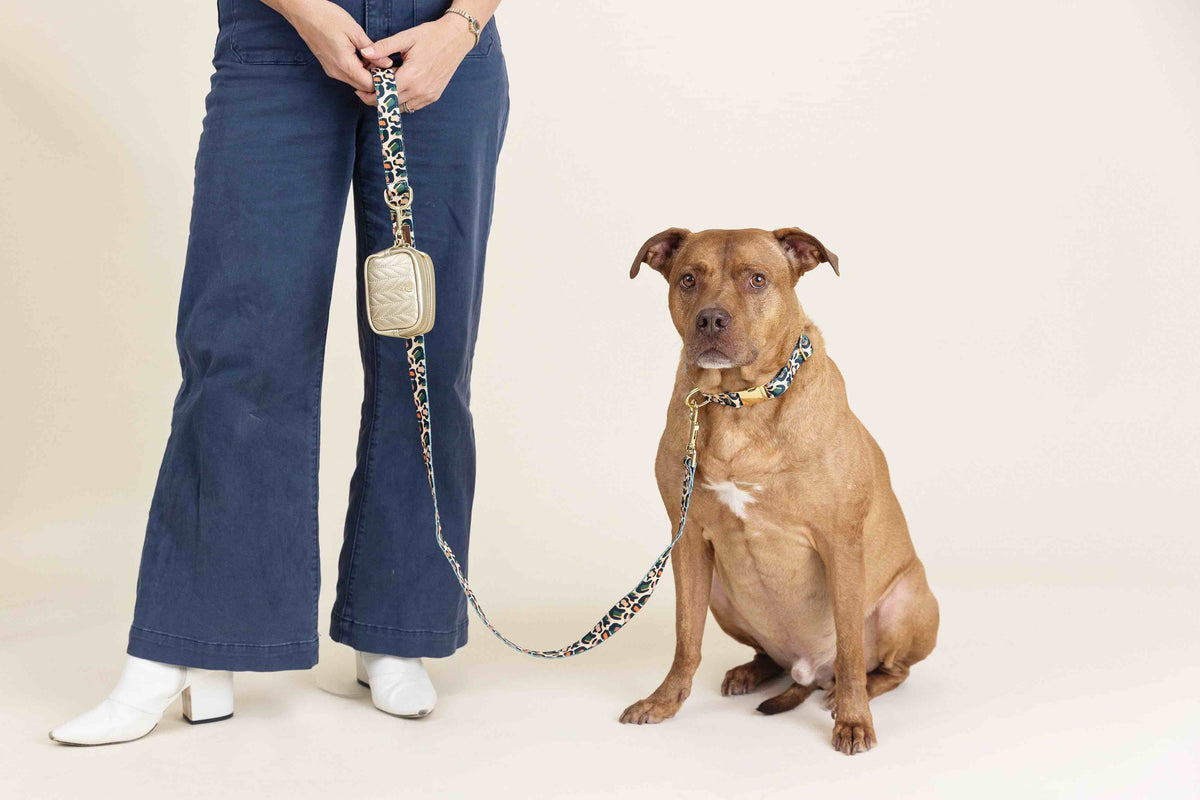 Beckett dog collar — additional photo 6