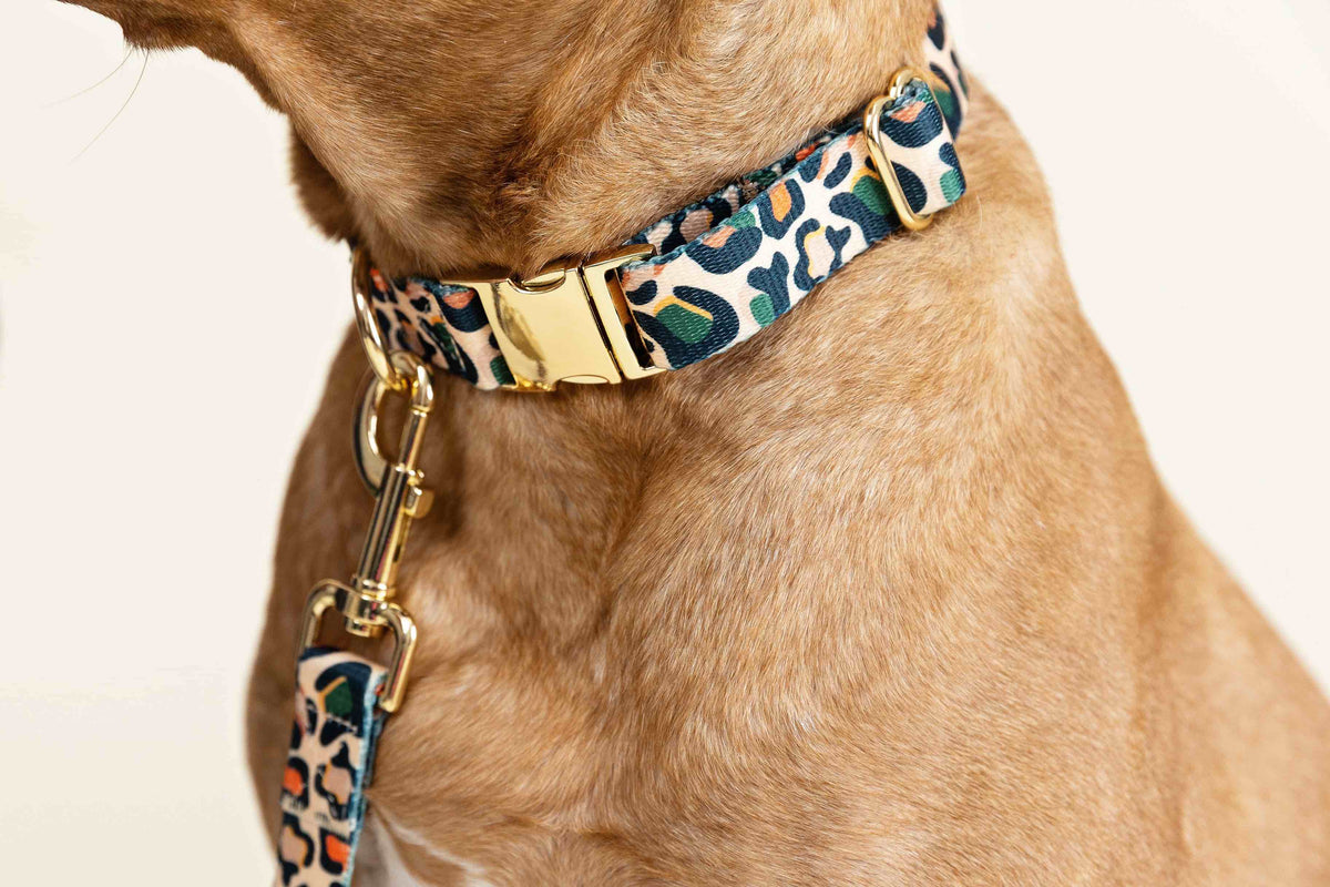 Beckett dog collar — additional photo 4
