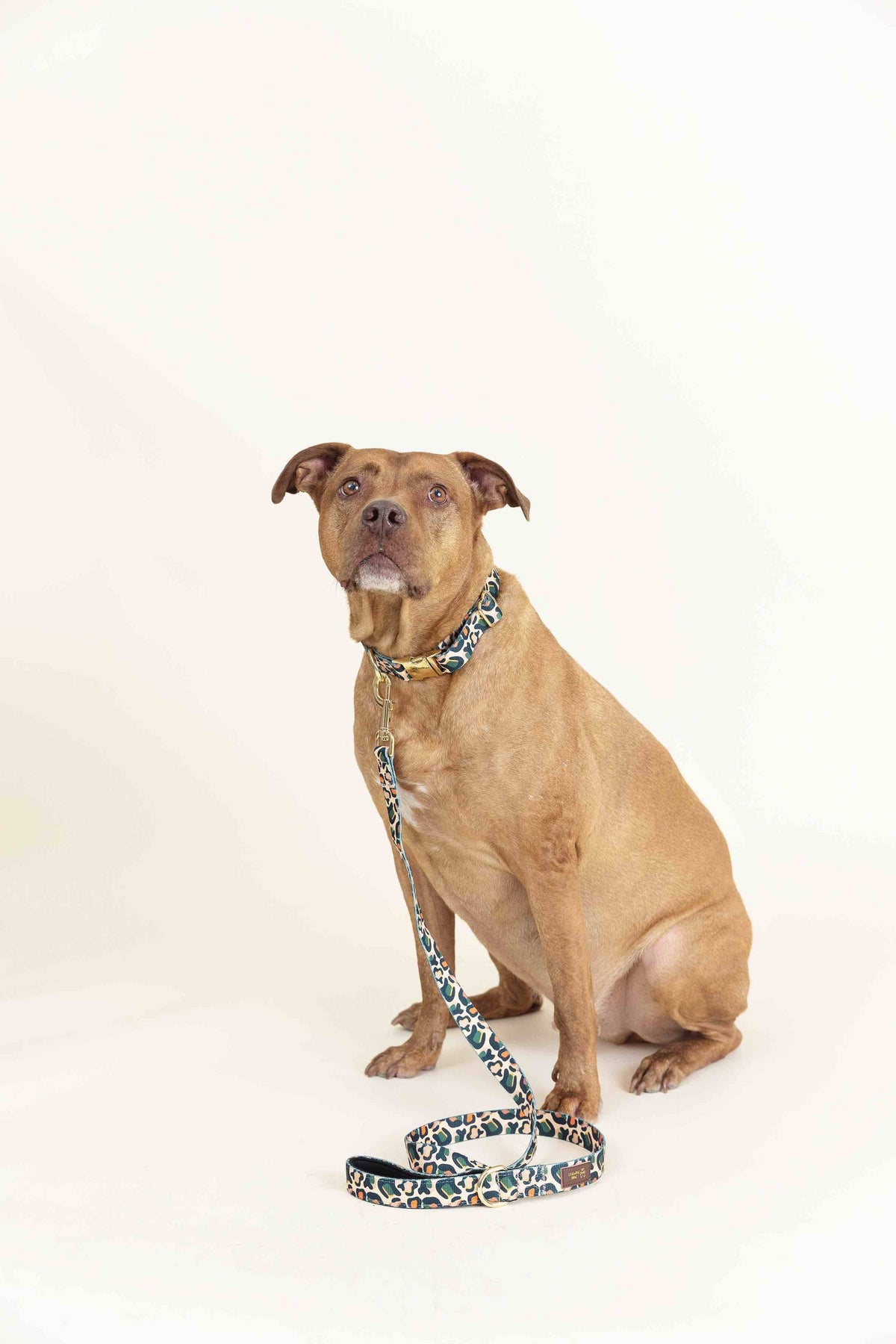 Beckett dog collar — additional photo 7