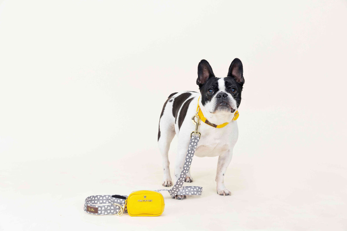 Avery dog leash — additional photo 6