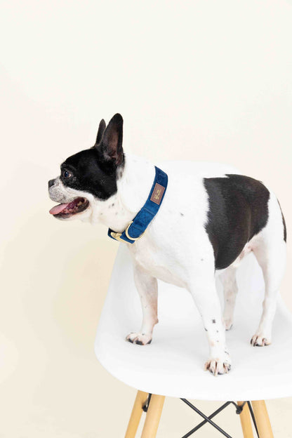 Channing dog collar — additional photo 4