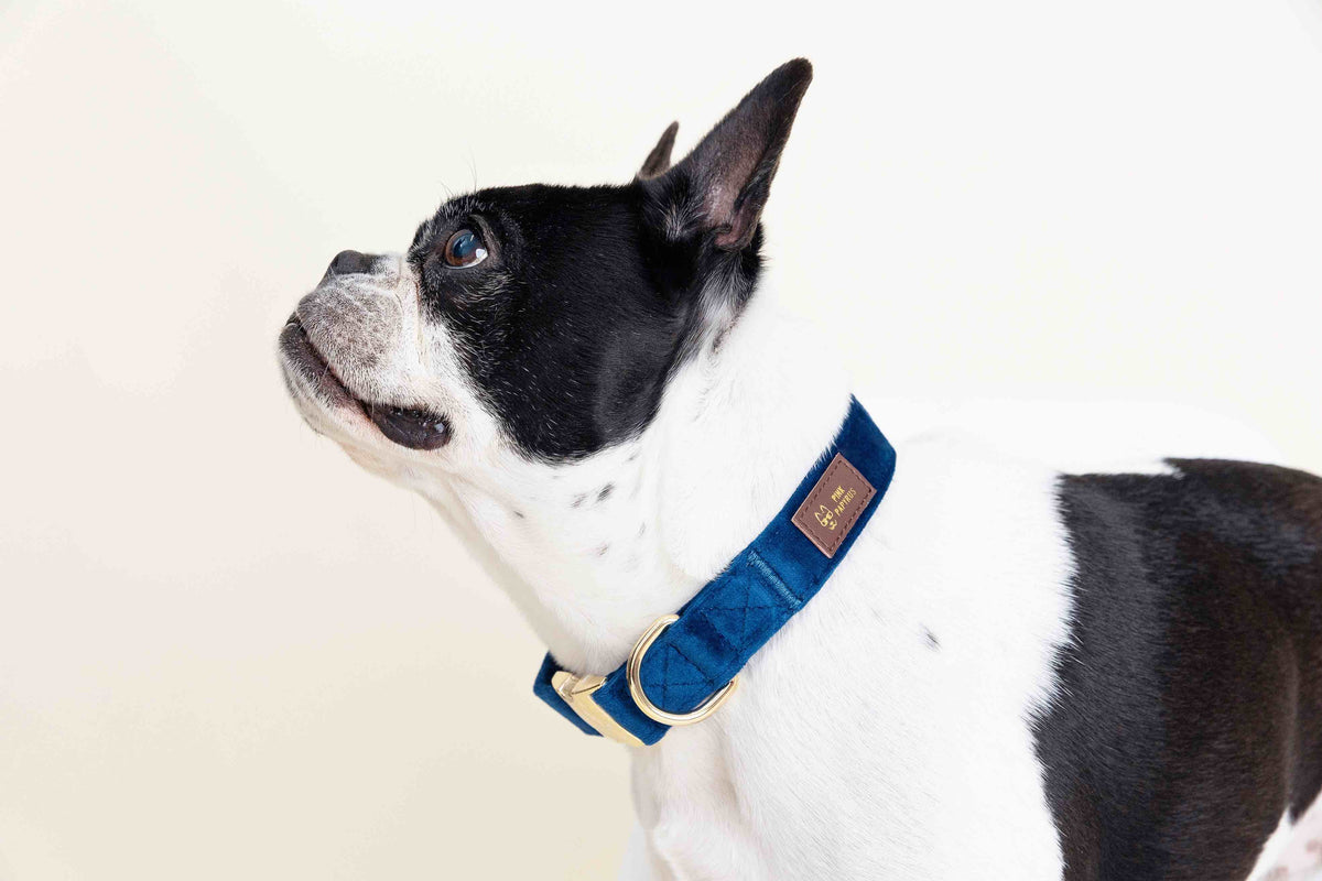 Channing dog collar — additional photo 3