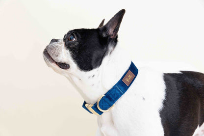 Channing dog collar — additional photo 3