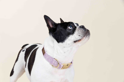 Billie dog collar — additional photo 3