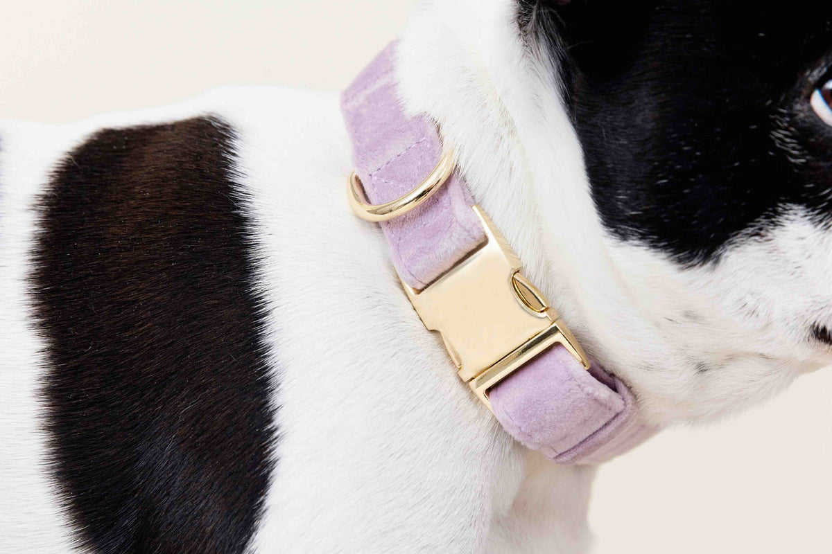 Billie dog collar — additional photo 4