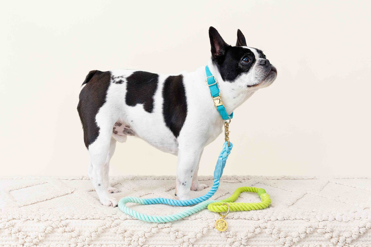 Alexandria rope dog leash — additional photo 5