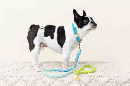 Alexandria rope dog leash — additional photo 5