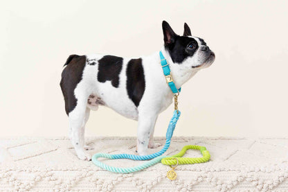 Hayden dog collar — additional photo 7