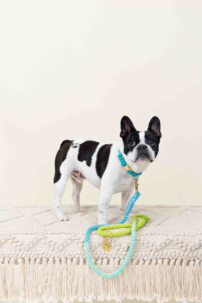 Alexandria rope dog leash — additional photo 2