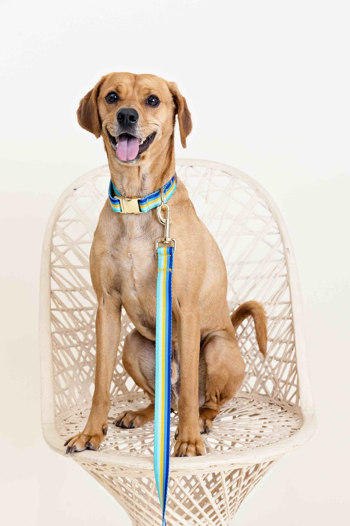 Milo dog collar — additional photo 6