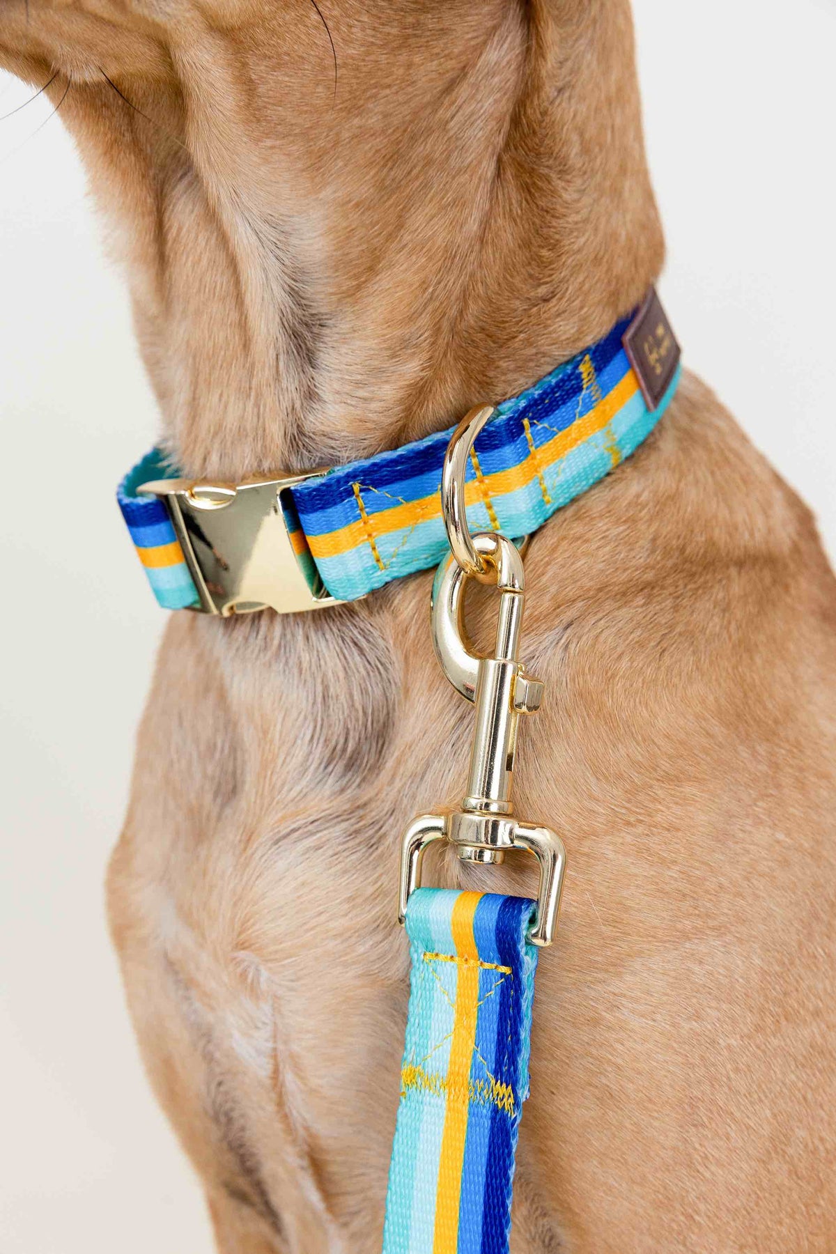 Milo dog collar — additional photo 4