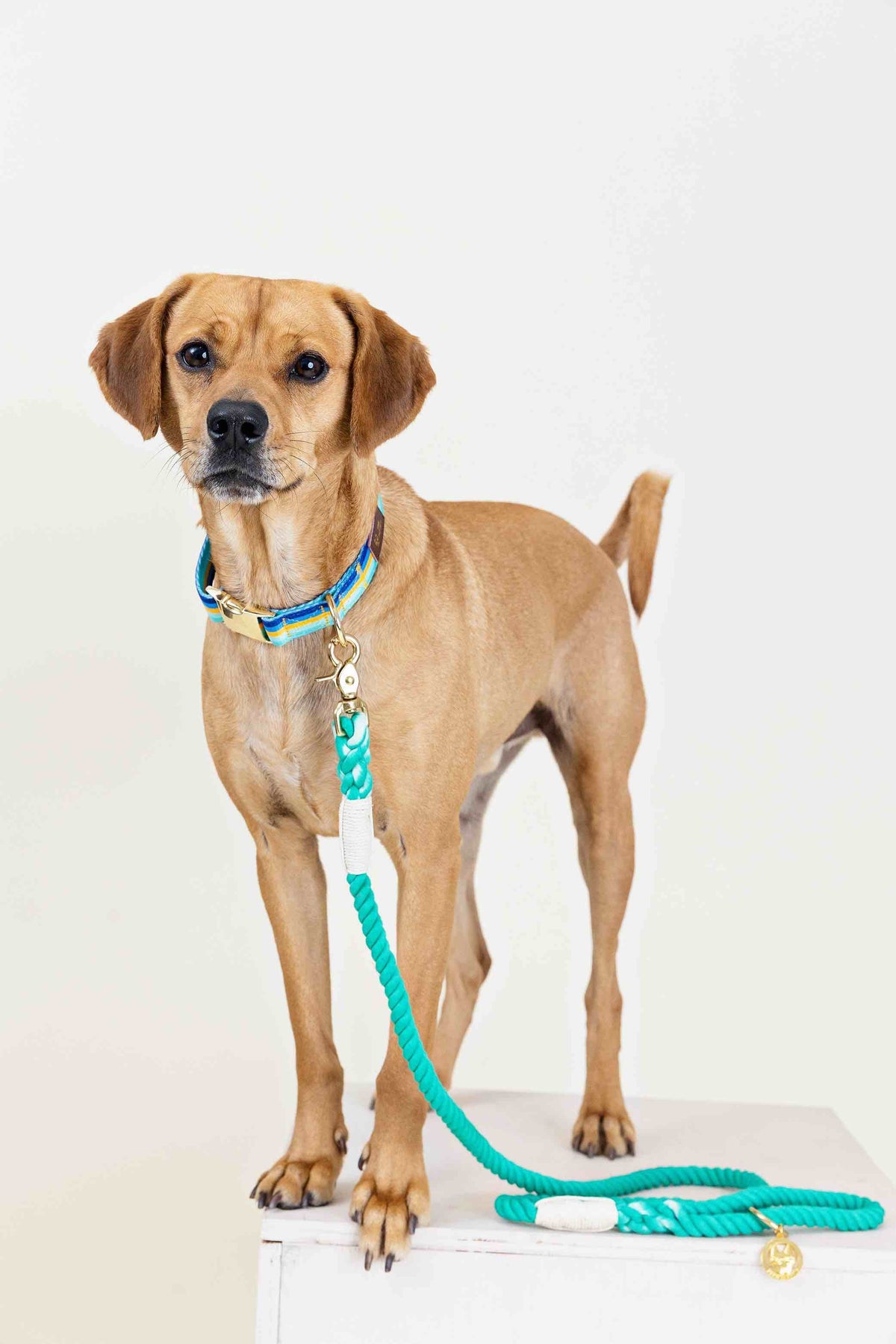 Ariel rope dog leash — additional photo 2
