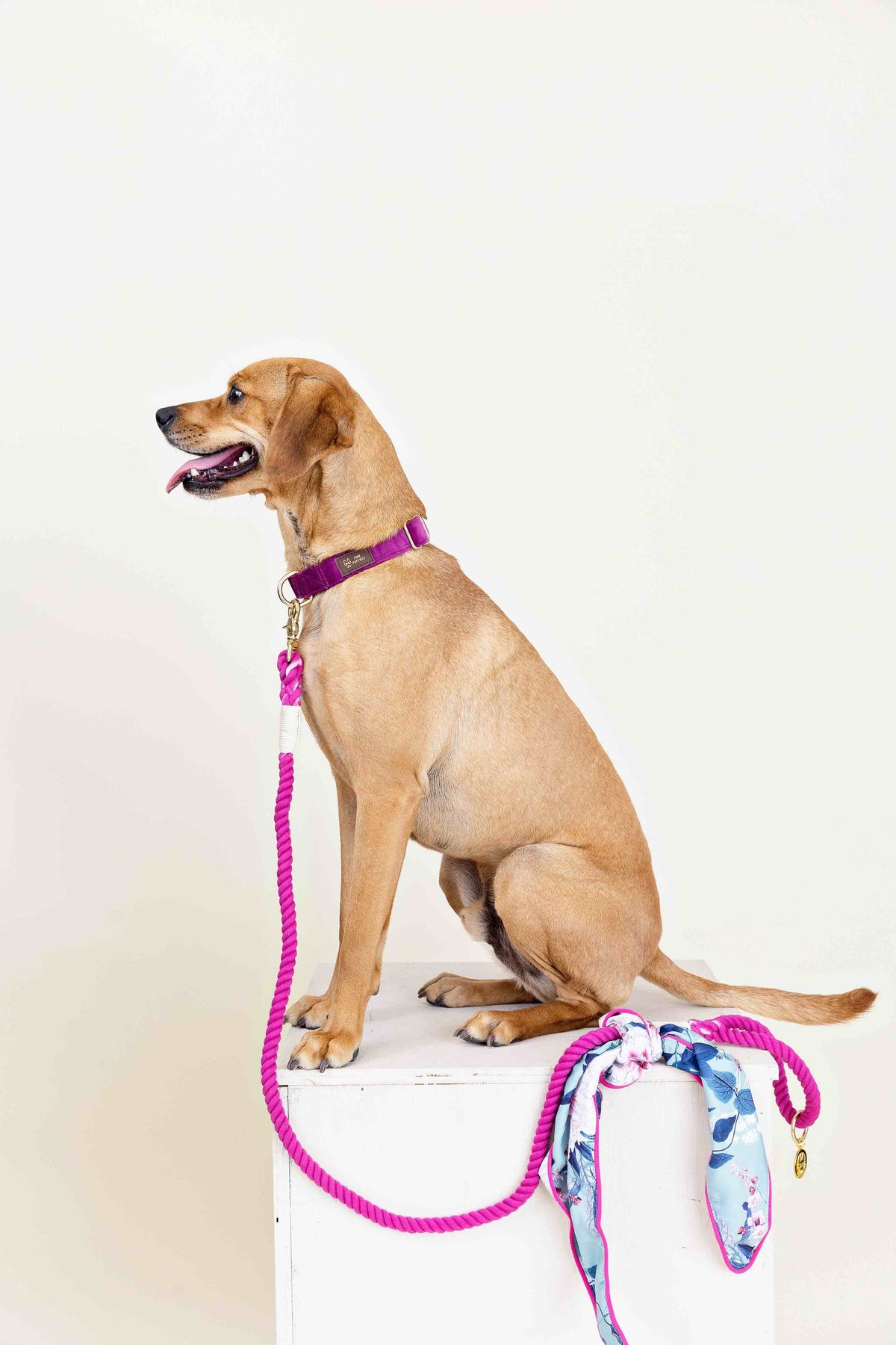 Bree rope dog leash — additional photo 5