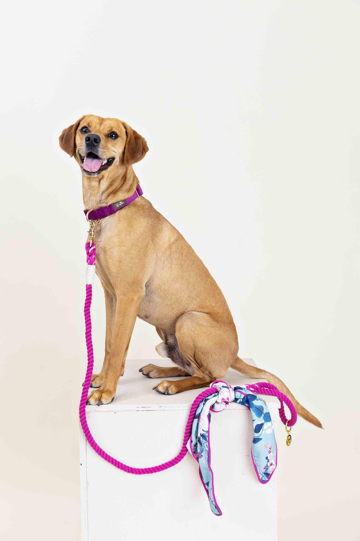Bree rope dog leash — additional photo 7