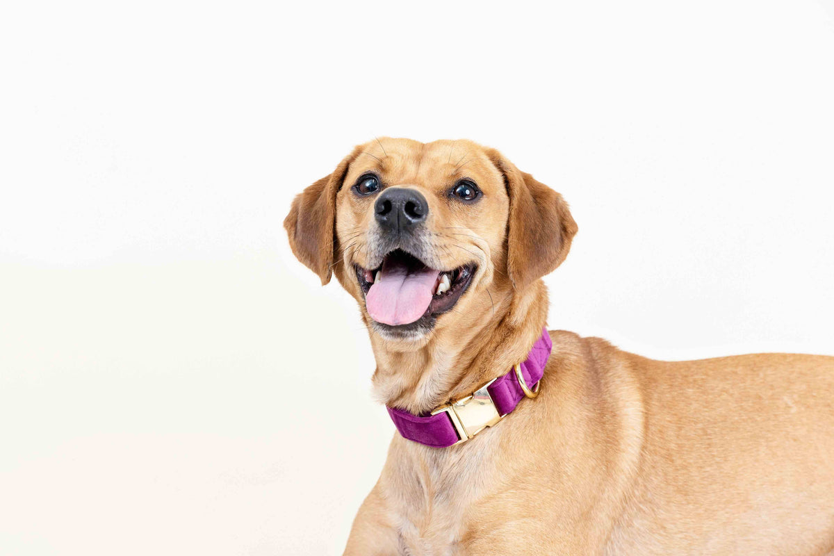 August dog collar — additional photo 4
