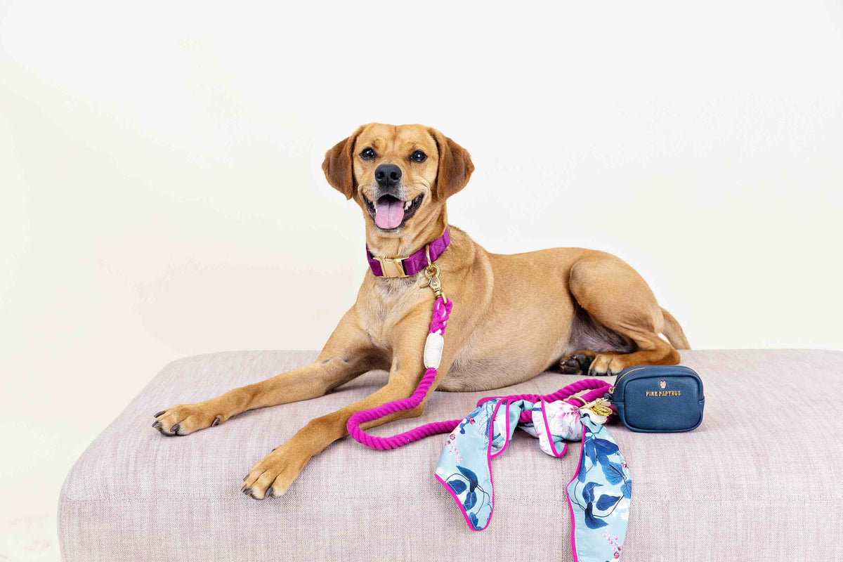 Eden dog bandana — additional photo 3