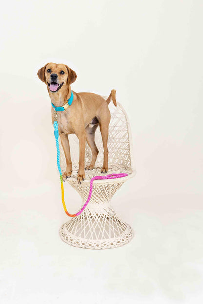 Marley rope dog leash — additional photo 8