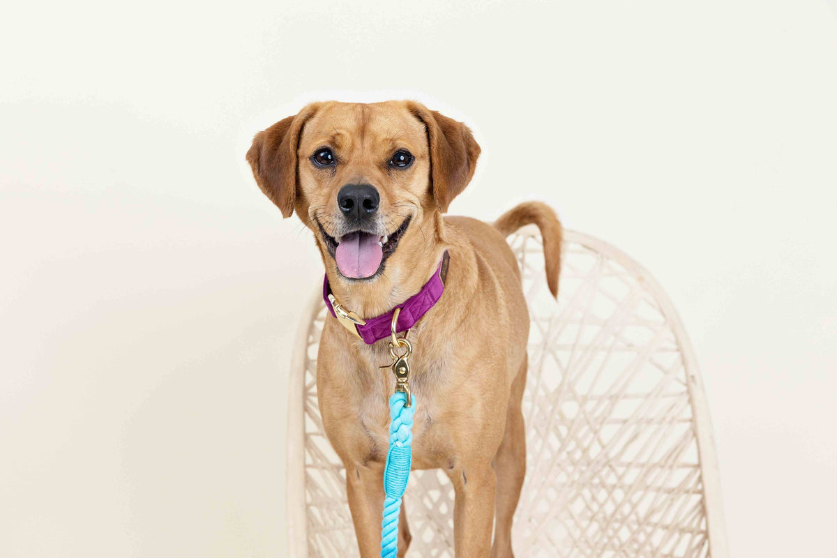 August dog collar — additional photo 3