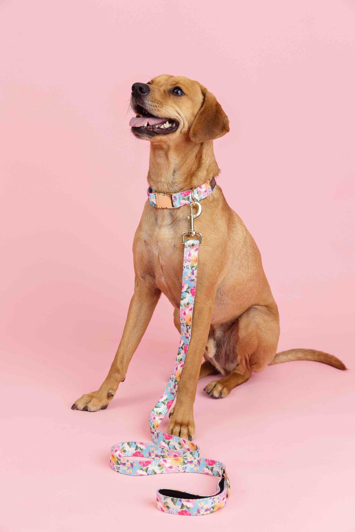 Emery dog leash — additional photo 2