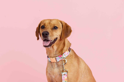 Emery dog collar — additional photo 3